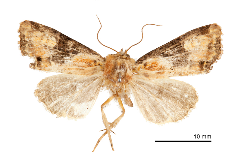 Leucapamea tsueyluana Female